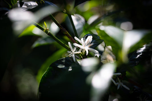 La Esmeralda Gesha