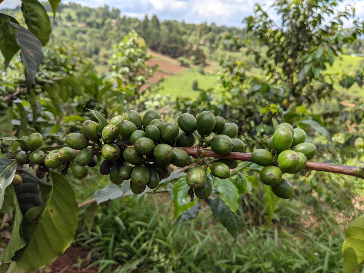 Karatu - SL28 Peaberry