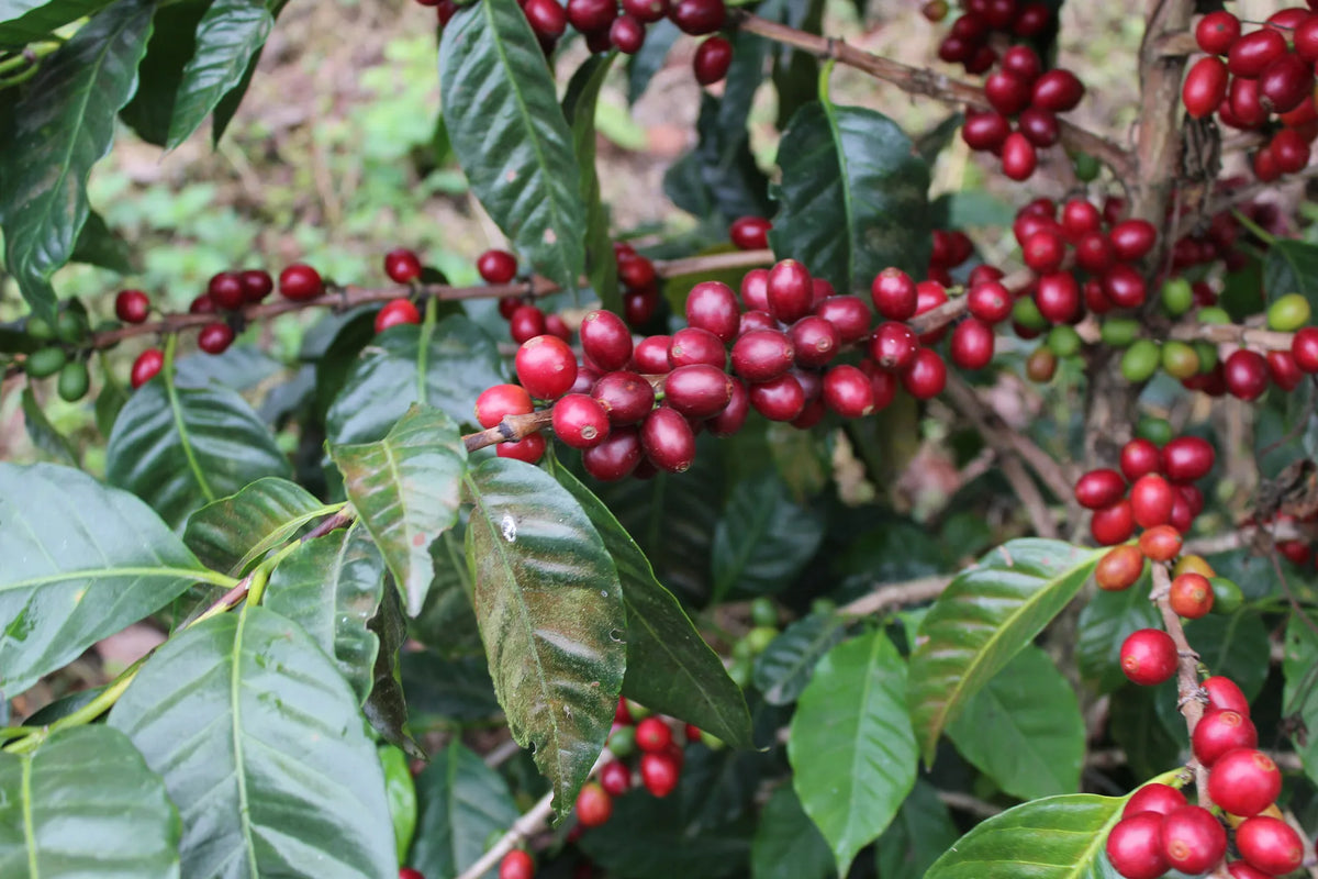 Arnaud Causse - Pacamara