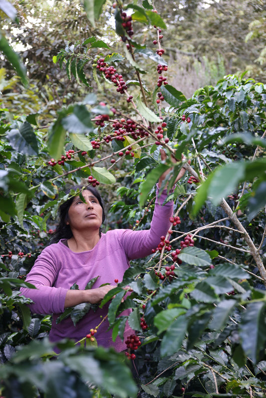 Yesica Ale Llanqui - Gesha