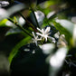 La Esmeralda Gesha