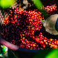 La Esmeralda Gesha