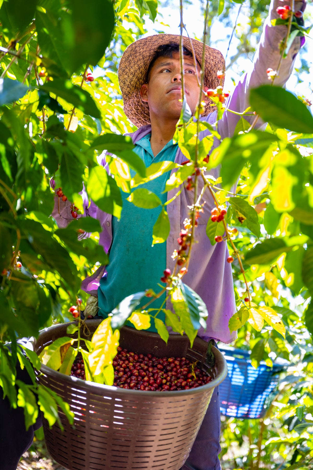 La Esmeralda Gesha