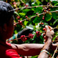 La Esmeralda Gesha