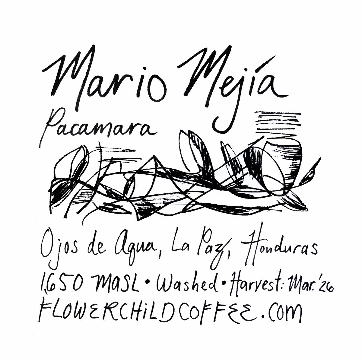Mario Mejía - Pacamara