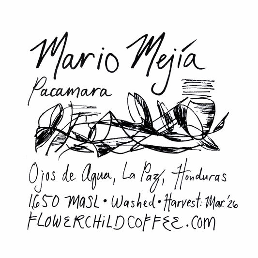 Mario Mejía - Pacamara