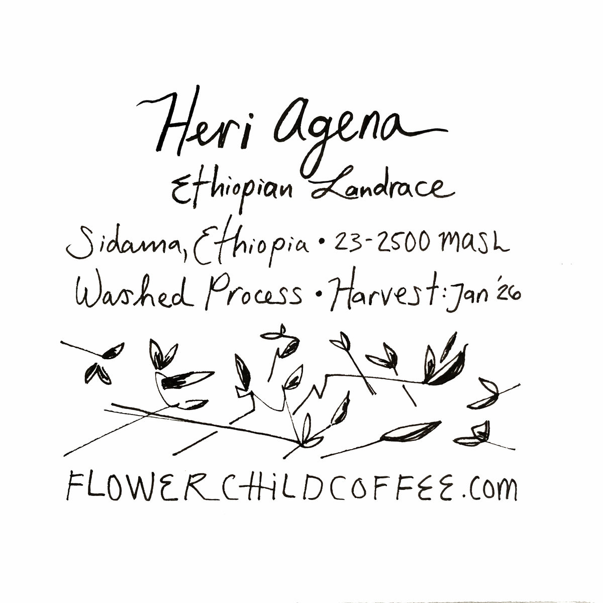 Heri Agena - Landrace
