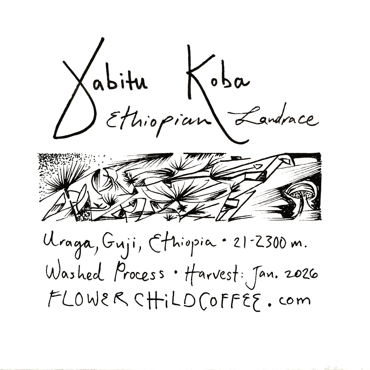 Yabitu Koba - Ethiopian Landrace