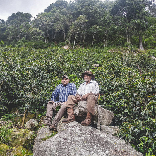 Mario Mejía - Pacamara