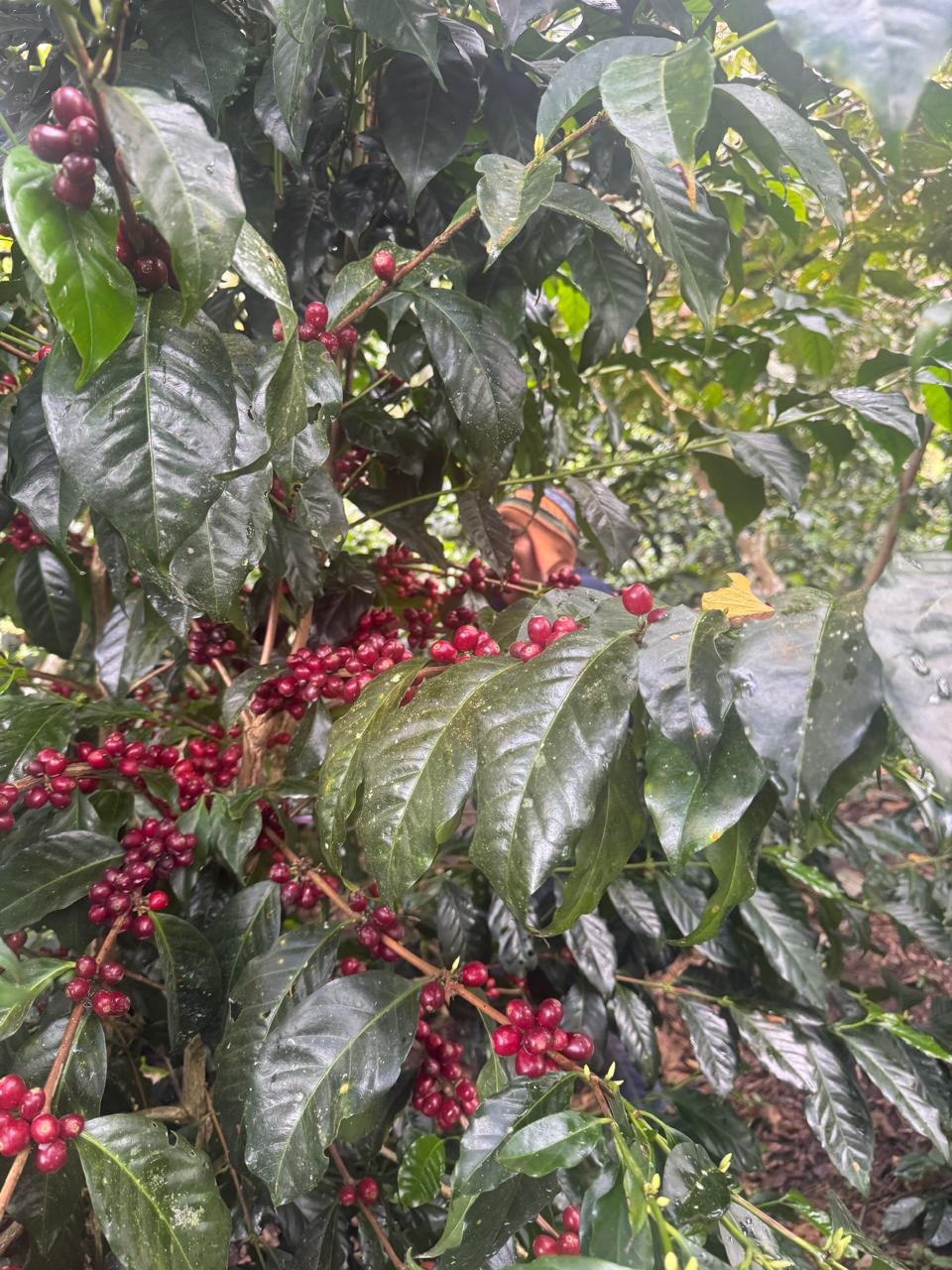 Lisbeth Mariño - SL9