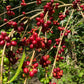 Finca Soledad Mejorado