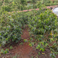 Karatu - SL28 Peaberry