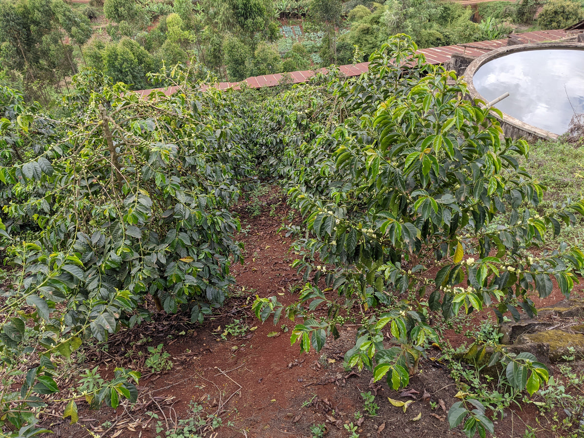 Karatu - SL28 Peaberry
