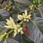 Karatu - SL28 Peaberry