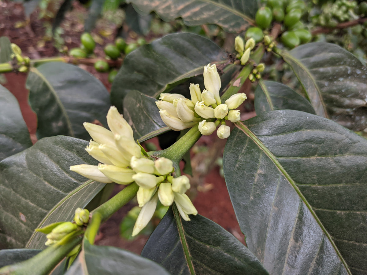Karatu - SL28 Peaberry