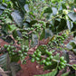 Karatu - SL28 Peaberry