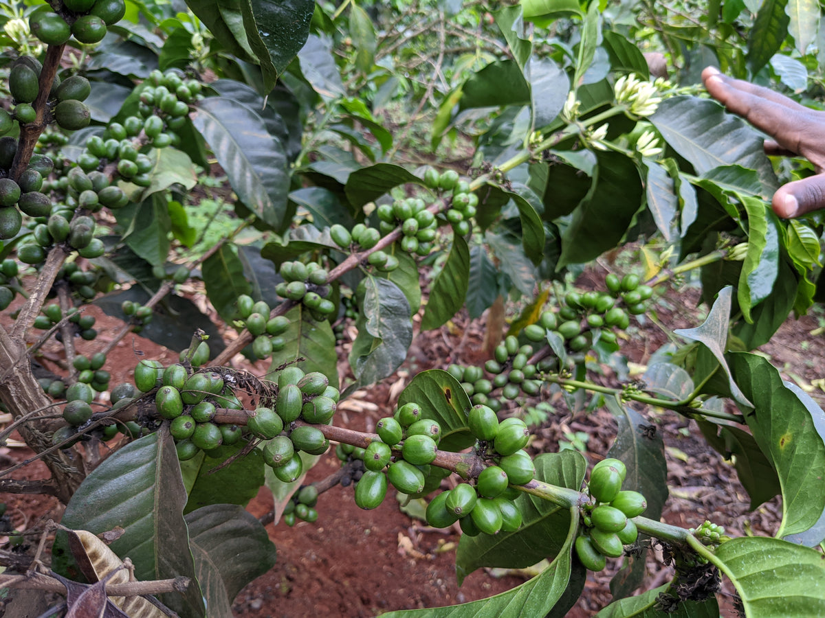 Karatu - SL28 Peaberry