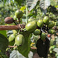 Karatu - SL28 Peaberry