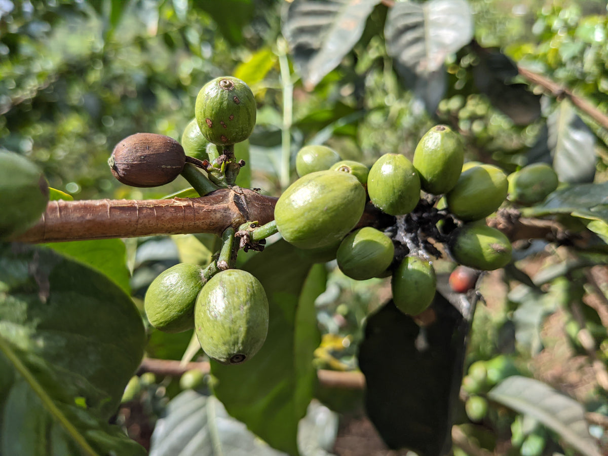 Karatu - SL28 Peaberry