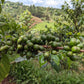 Karatu - SL28 Peaberry
