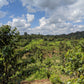 Karatu - SL28 Peaberry