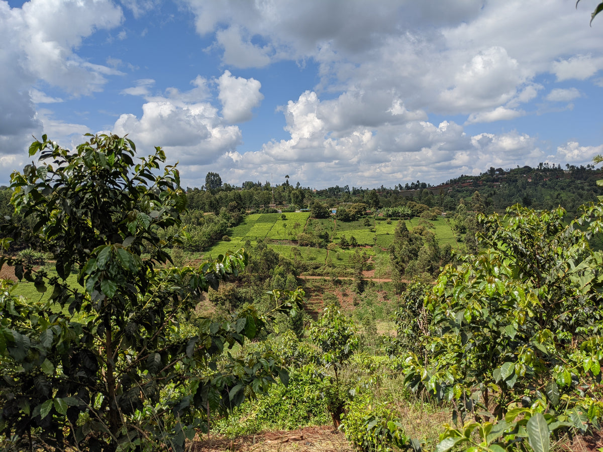Karatu - SL28 Peaberry