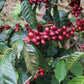 Arnaud Causse - Pacamara