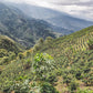 El Paraiso Caturra