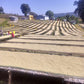 Yabitu Koba - Ethiopian Landrace