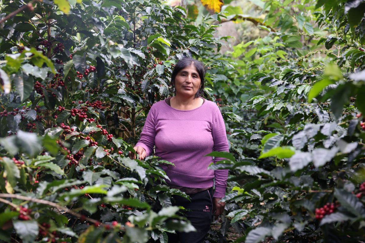 Yesica Ale Llanqui - Gesha