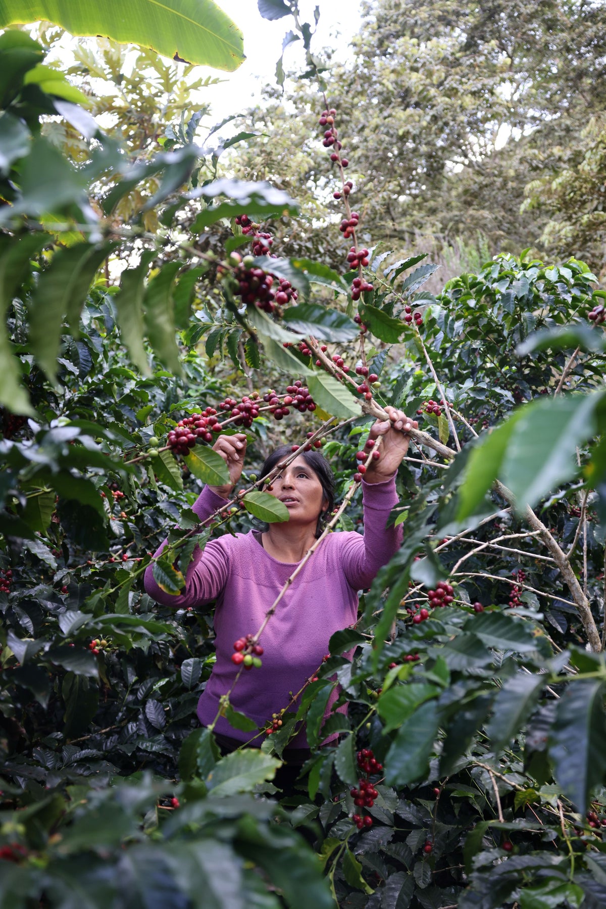 Yesica Ale Llanqui - Gesha